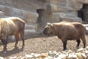 В Бутане верят, что такин произошел от козла и коровы. // Wikipedia
