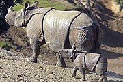 Редчайшие яванские носороги обитают в заповеднике. // indonesia.travel