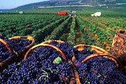 Туристы смогут посетить виноградники. // blog.gohoto.com