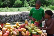 В Доминикане выращивают более 120 сортов манго. // imagenesdominicanas.com