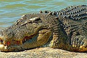 В Австралии – более 150 тысяч крокодилов // skitzone.com