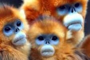 Золотые обезьяны - вымирающий вид. // cllctr.com