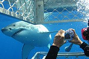 Компании, организующие погружения в клетках, прикармливают акул. // aboutashark.blogspot.com