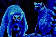 Посетители смогут понаблюдать за ночной жизнью животных. // wantedinrome.com