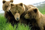 Голодные медведи опасны. // topnews.in