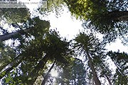Самые высокие в мире деревья в парке Редвуд. // Google