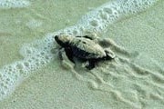 Черепахи могут появиться на любом кипрском пляже. // sayfayayaz.com