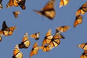 Бабочки-монархи / AP / Chip Taylor