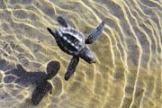 На пляжах Никарагуа встречаются дикие черепахи. // turistasenviaje.com