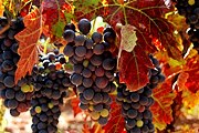 Экскурсии познакомят туристов с виноделием региона. // correodelcamino.blogspot.com