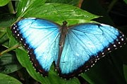 В трех часах езды от Анкары появится "Долина бабочек". // wikipedia.org