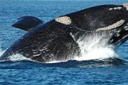 Сезон наблюдения за китами - в самом разгаре. // lr21.com.uy