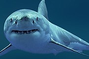 Неласковая улыбка большой белой акулы // theanimalworld.ru