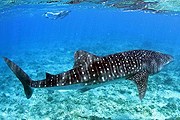 Китовая акула – крупнейшая рыба на Земле. // Conrad Maldives Rangali Island