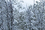 Юг Австралии засыпан снегом. // weatherchannel.com