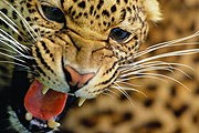 Коста-Рика защищает своих животных. // ta1.ru