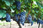 Туристы побывают на виноградниках. // masterfile.com