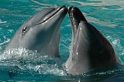 Туристы смогут полюбоваться дельфинами. // cubatravel.cu