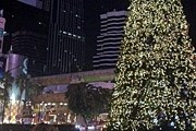 Рождественская ель – подарок иностранным туристам. // richardbarrow.com