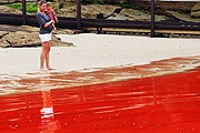 "Кровавая" вода у берегов Сиднея // Newspix / Rex Features