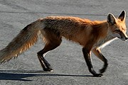 На улицах Парижа появились лисы. // mistigriparis.wordpress.com
