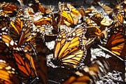 Бабочки зимуют, облепив деревья. // mexicodesconocido.com.mx