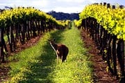 Австралийское вино становится все более популярным в мире. // bestourism.com