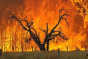 Жара стала причиной пожаров. // abc.net.au