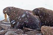В национальном парке "Берингия" обитают моржи. // ria.ru / Тимур Ахметов