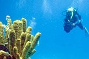 Рифы Андаманского моря привлекают множество дайверов. // GettyImages