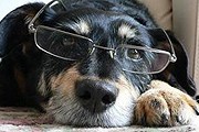 Музей предлагает программу для собак и их хозяев. // online812.ru
