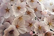 Сакура цветет // Instagram / @geborinchi