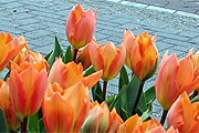 Тюльпаны – символ Нидерландов. // iamsterdam.com