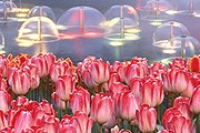 Фестиваль тюльпанов в парке Everland // visitkorea.or.kr