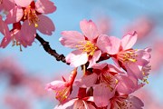 Фестиваль цветущей вишни пройдет в Будапеште. // njbusymom.blogspot.com