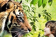 Посетителей от тигров отделяет стекло. // zsl.org