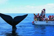 Одно из самых популярных занятий - наблюдение за китами. // footloosetravelguides.com