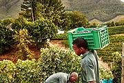 Гостям отелей покажут виноградники и винные погреба. // delaire.co.za