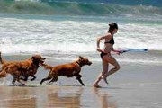 Поход с собакой на пляж обойдется в 50 и более евро. // adventures.com