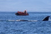 Суда подплывают к китам максимально близко. // iStockphoto