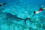 Фестиваль проведут ученые, изучающие акул. // Conrad Maldives Rangali Island