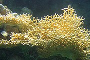 Коралл "оленьи рога" растет на 2-3 сантиметра в год. // mail.ru