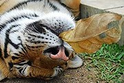 На Пхукете будет свое "Королевство тигров". // thailand-news.ru