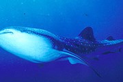 Китовые акулы - самые крупные рыбы на планете.  // floranimal.ru