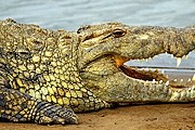В Краснодарском крае открылась крокодиловая ферма. // yugopolis.ru