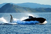 Туристы смогут понаблюдать за китами. // australiakash.blogspot.com