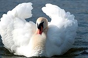 Лебедей королевы пересчитывают ежегодно. // gowerphotography.co.uk 