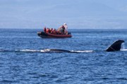 Туристов научат правильно фотографировать китов. // iStockphoto / Hendrik
