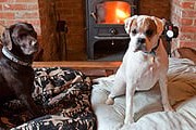 Каждая собака получает свой акварельный портрет. // guardian.co.uk