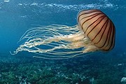 Многие купальщики страдают от медуз. // aif.ru 